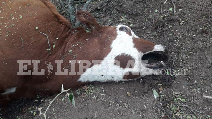 Misterio por la aparicioacuten de animales muertos con mutilaciones muy precisas