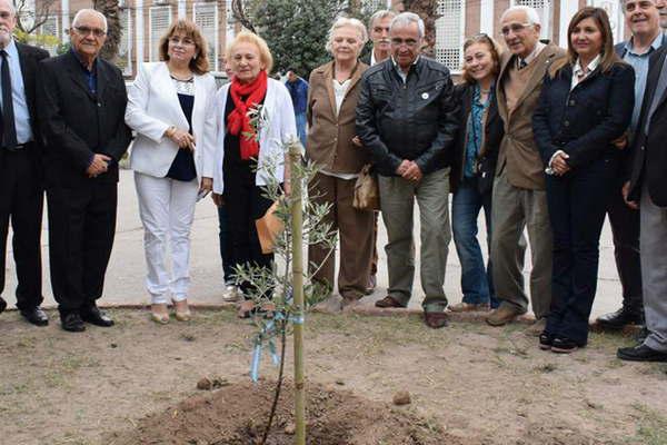 La Municipalidad recibioacute un retontildeo del olivo histoacuterico de San Martiacuten