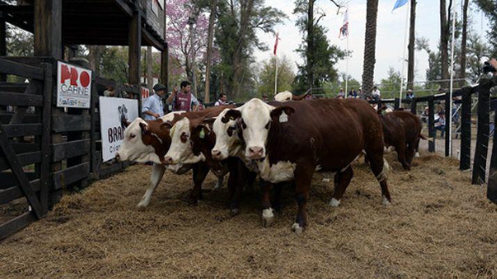 ExpoBRA 2018- se eligieron los mejores ejemplares machos