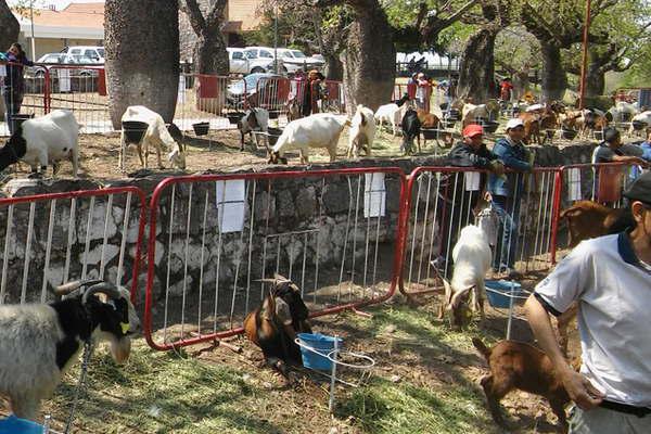 Friacuteas seraacute sede de la Feria Rural Caprina maacutes importante de la regioacuten