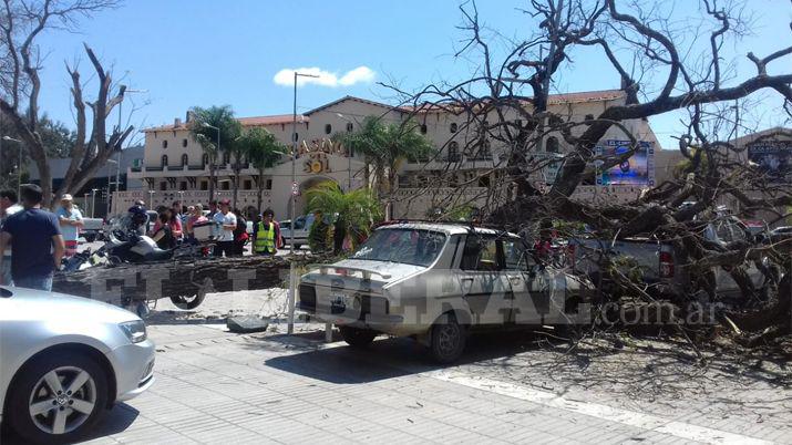 Un aacuterbol cayoacute en pleno centro y de milagro no hubo heridos
