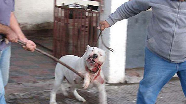 Denuncioacute que dos dogos y un cusco mataron a seis ovejas