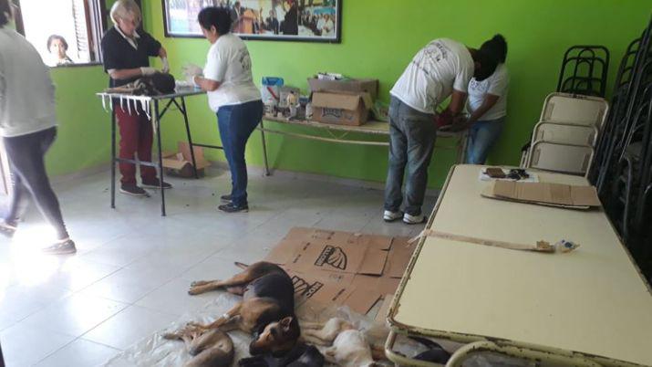Se realizoacute un nuevo operativo de castracioacuten de mascotas en La Daacutersena