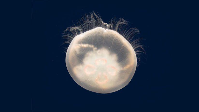 Una familia encuentra una extrantildea criatura en la playa de Nueva Zelanda