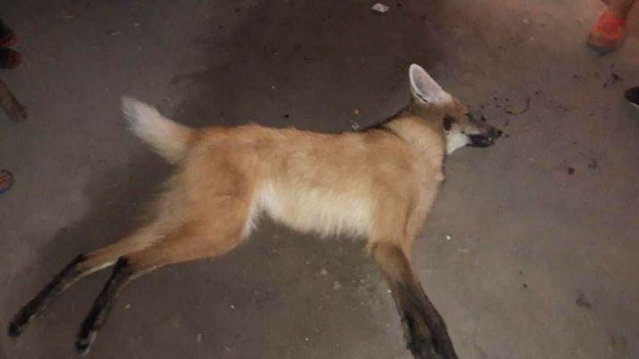 Apalean y matan a un animal exoacutetico en La Banda