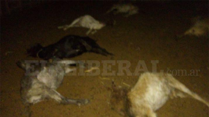 Dpto Río Hondo- varias cabras aparecieron degolladas