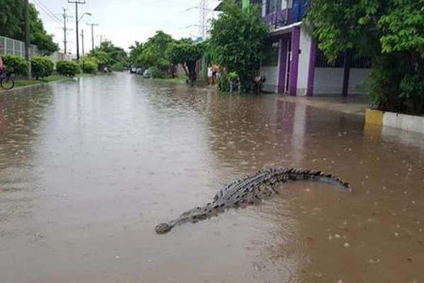 Desbordaron un riacuteo y una represa en Meacutexico y hay cocodrilos en las calles 