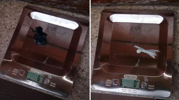 Demoran a cinco jóvenes con droga en su poder