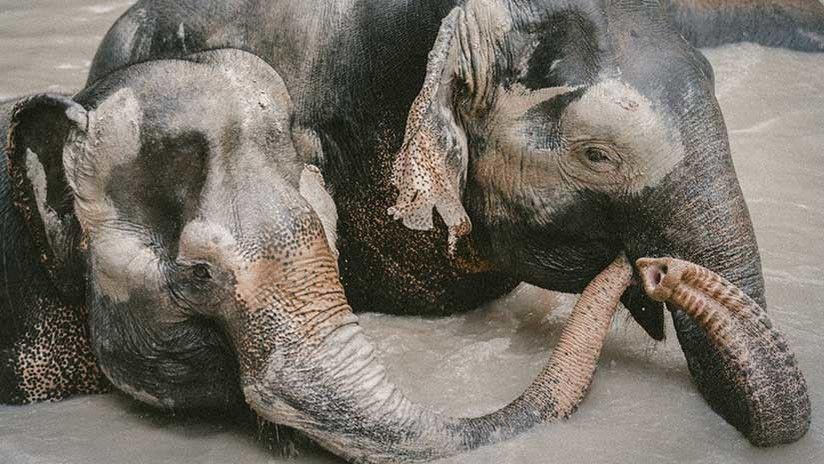 Tres elefantes se unen para rescatar a una criacutea de un riacuteo