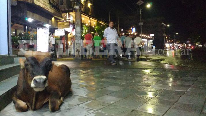 Yemil Sarmiento- en la ciudad de Pokhara las vacas hacen lo que quieren