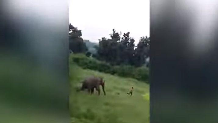 VIDEO Un elefante salvaje aplastoacute y matoacute a un nintildeo