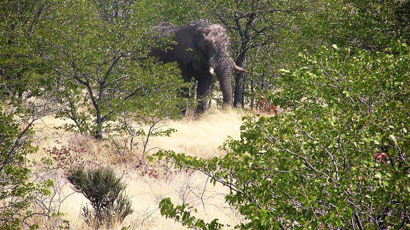 Un nintildeo muere aplastado por un elefante en la India