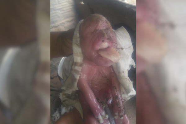 Nace un cerdo con rostro humano y lo sacrificaron
