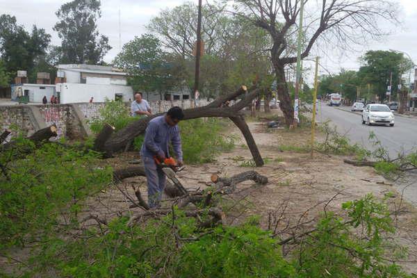Realizaron operativo para recoger  las ramas caiacutedas por la tormenta