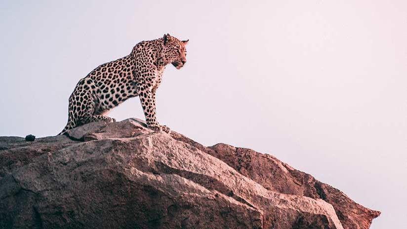 Un leopardo caza una cabra ante la mirada impotente de los pastores