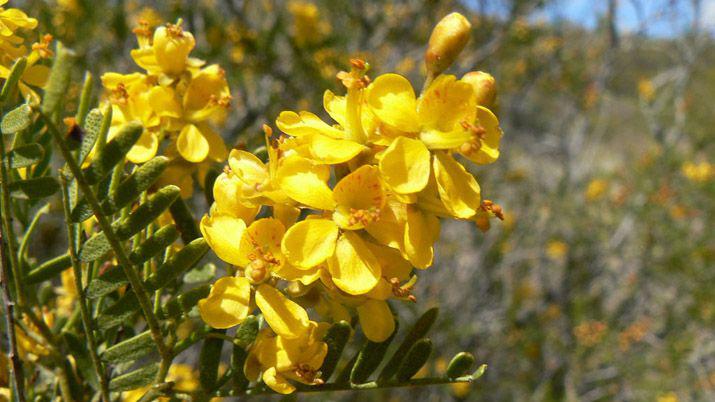 Lanzan producto para prevenir la caiacuteda del cabello con arbusto que abunda en Santiago