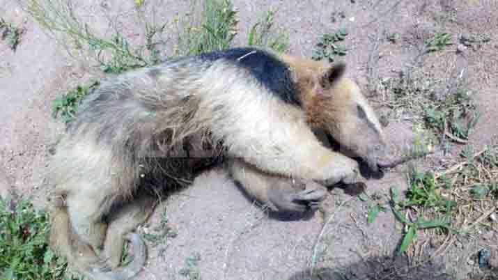 La imagen maacutes triste- perros atacaron a un oso melero en Sumampa