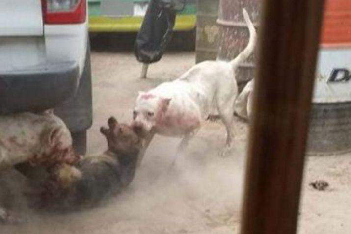 Antes del ataque al Pitbull se había generado una pelea entre varios perros