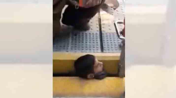 VIDEO  Milagro- Casi se decapita al quedar atorado en el andeacuten