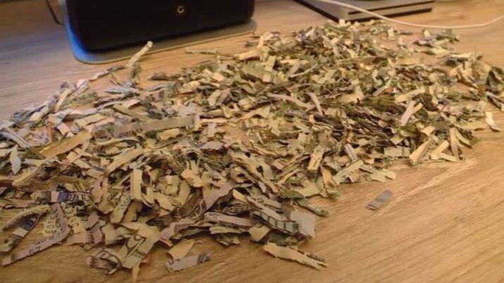 Un nene arrojoacute a la trituradora los mil doacutelares ahorrados por sus padres