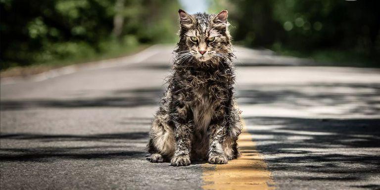 Miraacute el aterrador traacuteiler de Cementerio de Animales