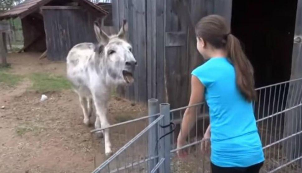 La emotiva reaccioacuten de un burro al reencontrarse con nintildea que lo crioacute