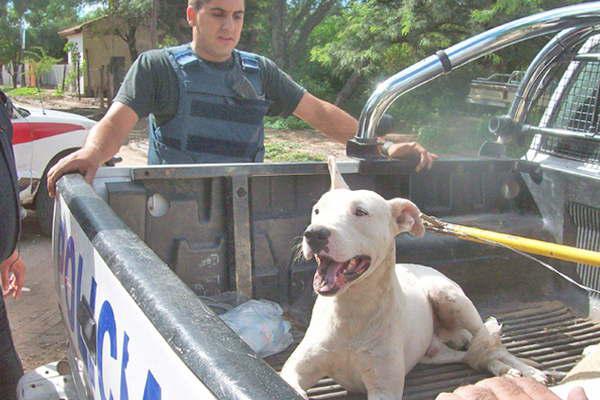 Un nintildeo fue sometido a una cirugiacutea tras ataque de un Dogo