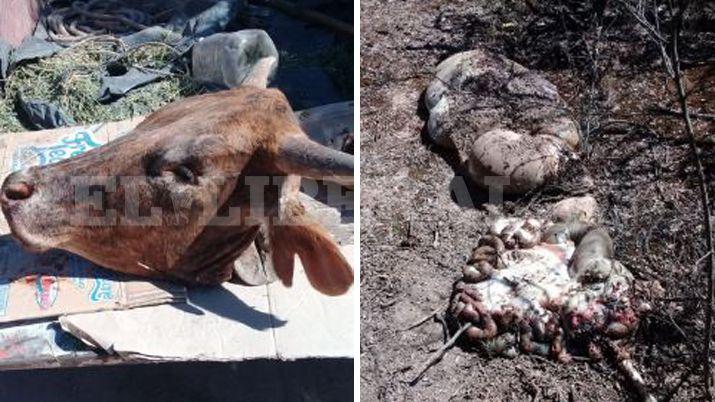 Jornalero santiaguentildeo recorrioacute su campo y se topoacute con la peor escena