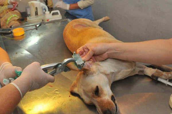 El municipio intensifica el trabajo de castracioacuten de mascotas