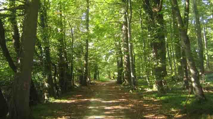 Lanzan convocatoria de proyectos para la restauracioacuten de bosques nativos