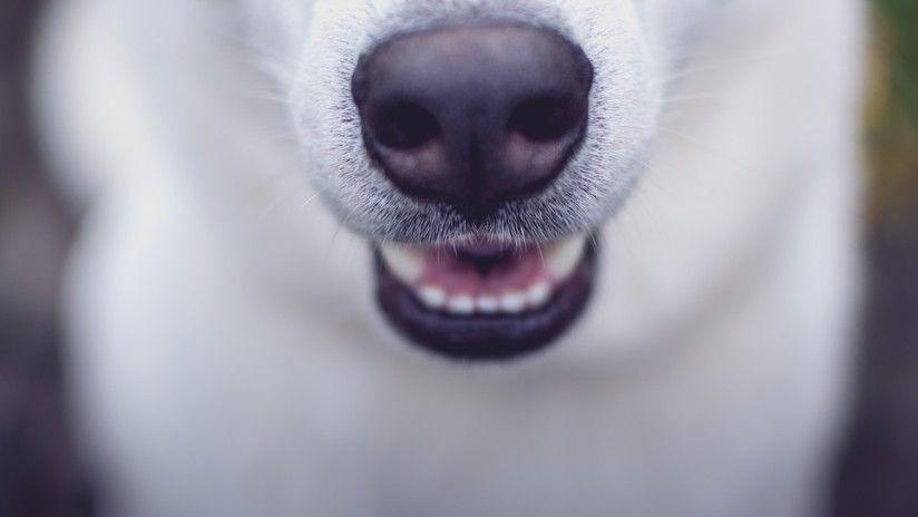 La emotiva reaccioacuten de una perra ciega y sorda al olfatear a su duentildeo