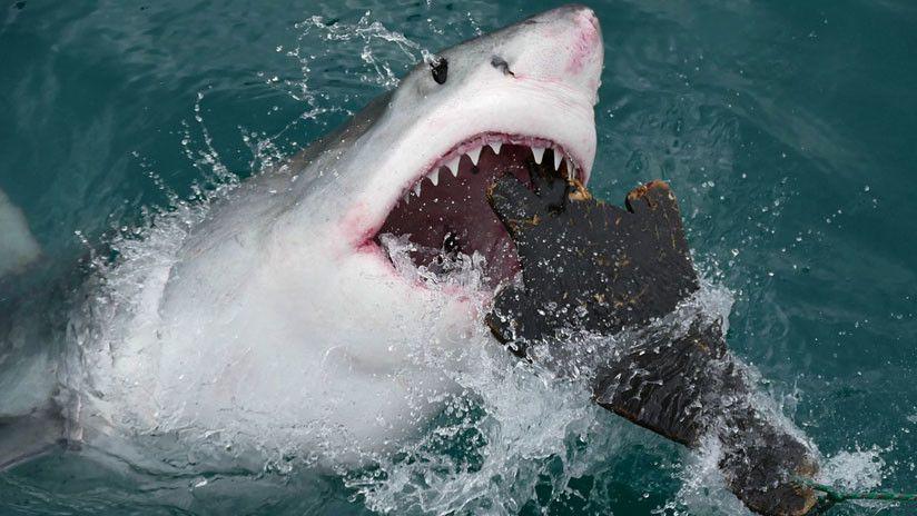 Tiburoacuten devora una ballena muerta frente a un barco lleno de turistas