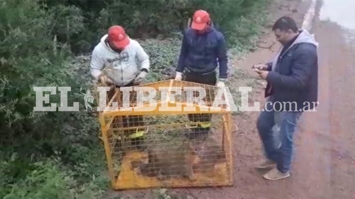 El personal de Bosques de Ojo de Agua procedió a la liberación del puma