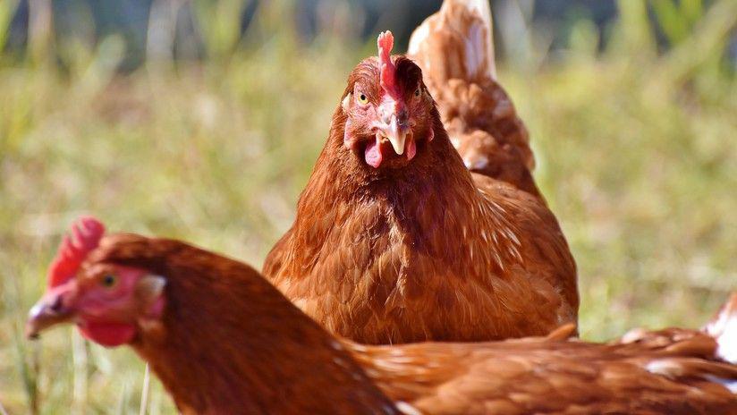 Viral- Un monstruoso huevo sorprende a Internet