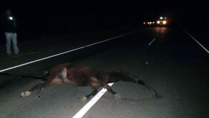 Camionero embistioacute violentamente a un caballo en Ruta 92