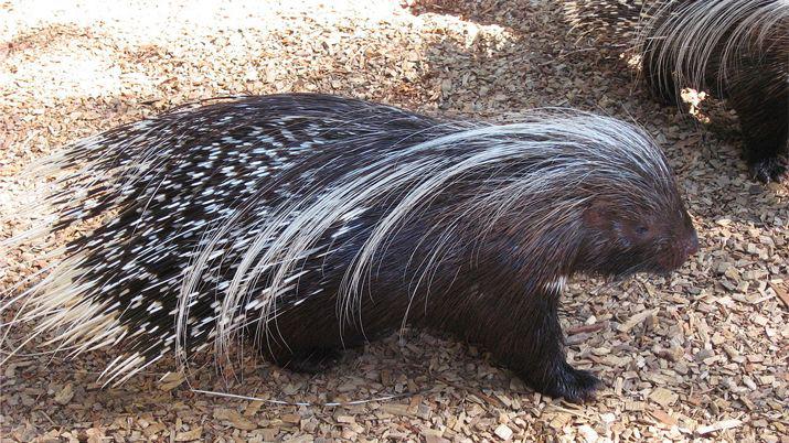 iexclImpactante- un perro mordioacute a un puercoespiacuten y asiacute quedoacute