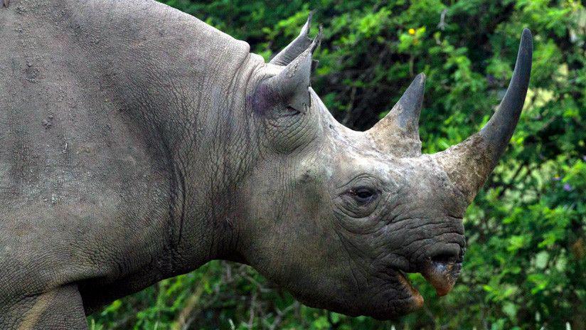 China autoriza el uso medicinal de cuernos de rinoceronte y huesos de tigre tras 25 antildeos prohibido