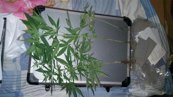 Allanan una casa y secuestran cocaiacutena plantas de marihuana y 25000