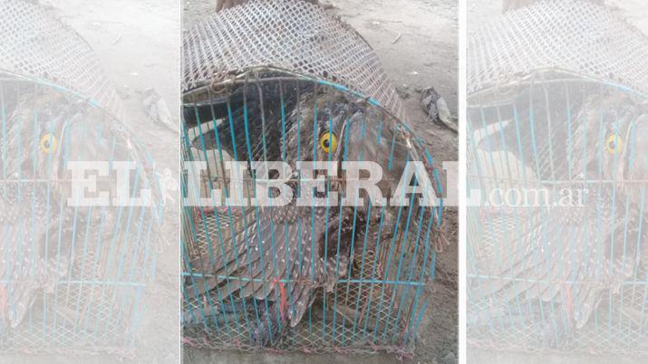 El Kakuy fue descubierto por unos niños que jugaban cerca de una zona montuosa