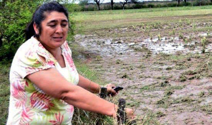Los porcinos murieron a causa de la piedra y de hipotermia