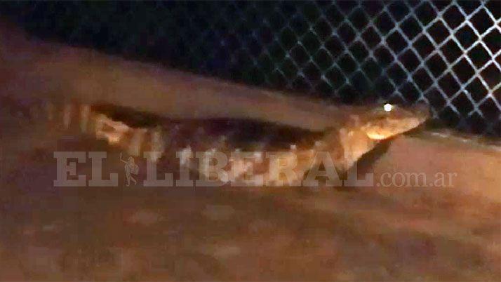 Video  Encontraron un yacareacute en la costanera termense