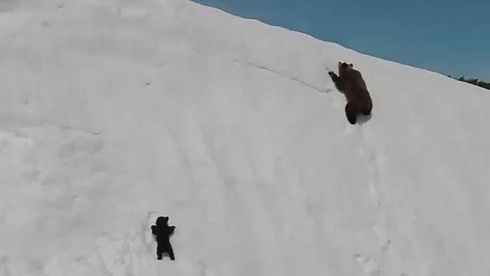 VIDEO  Una osa y su cachorro huyen de un drone y estalloacute la poleacutemica