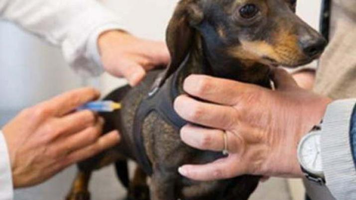 Campantildea de vacunacioacuten antirraacutebica gratuita para perros y gatos