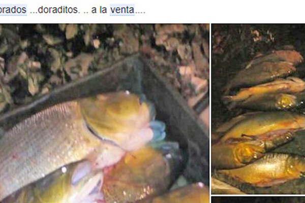En plena veda se ofrecen dorados a 100 el kilo en facebook