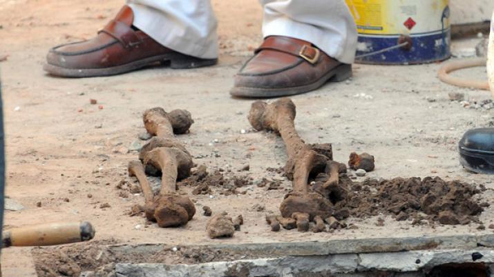 Un perro desenterroacute una bolsa con huesos y analizan si son humanos