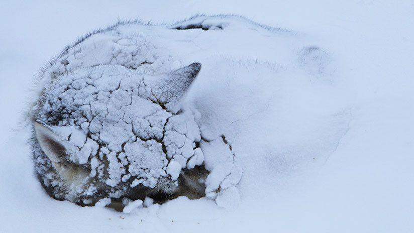 Rescatan a un perro que se quedoacute atrapado en el hielo de un lago