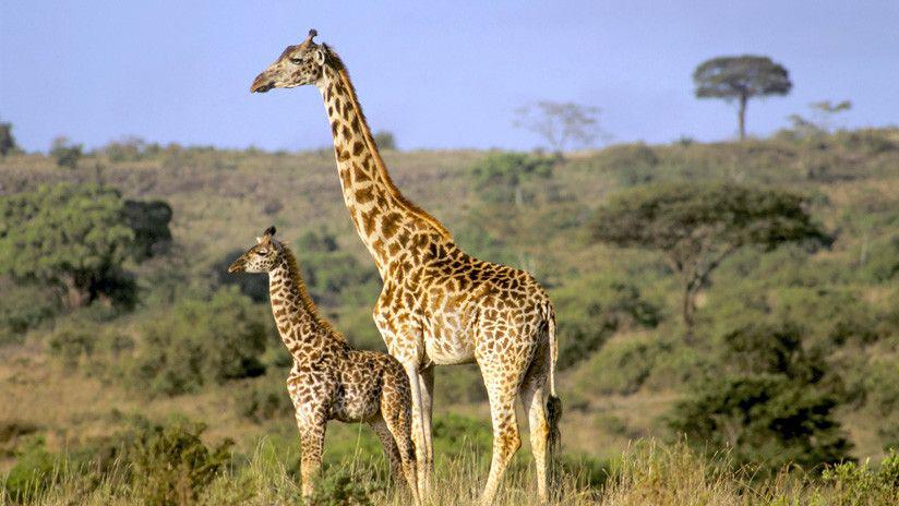 Una madre jirafa logroacute salvar a su criacutea de un grupo de hienas