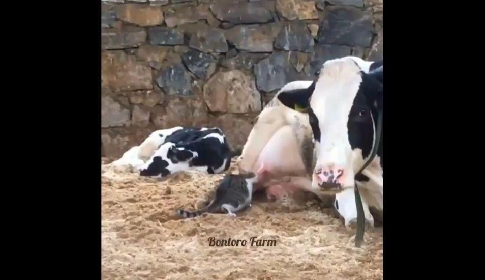 El tierno video viral de un gato y una vaca