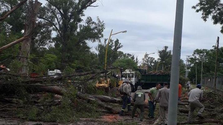 Raacutepida intervencioacuten del municipio ante la caiacuteda de aacuterboles y ramas