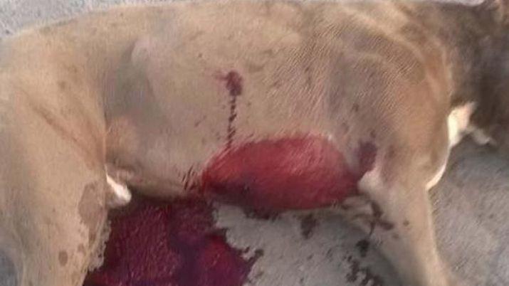 Friacuteas- un hombre terminoacute preso por matar al perro que ingresoacute a su casa